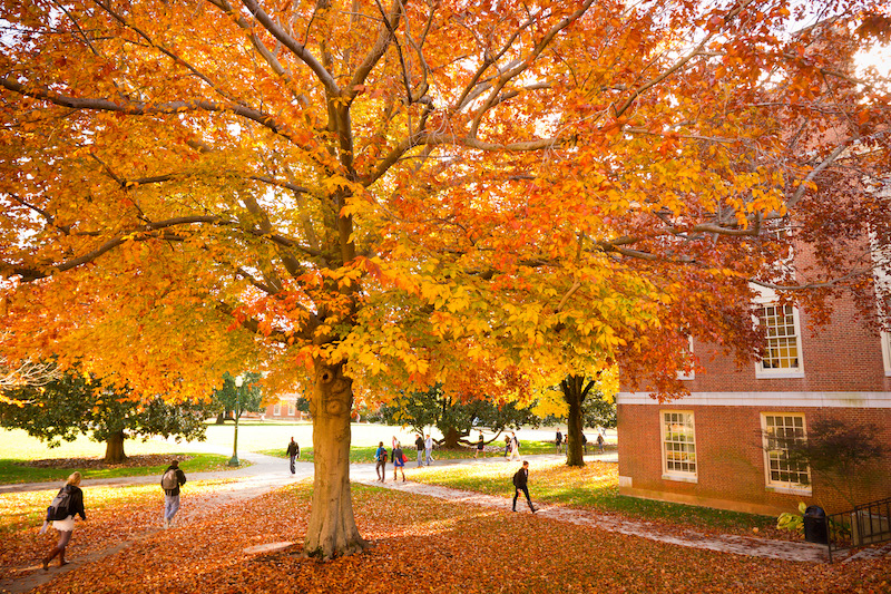 Students walk to class near Tribble Hall under the glow of a bright orange tree. Bright orange leaves cover the ground.