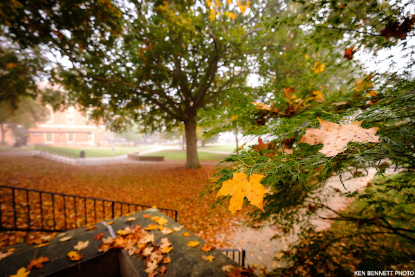 Leaves falling on campus on a misty fall morning (Nov 2020)